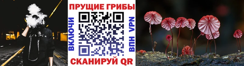 MEGA зеркало  Сосновый Бор  Псилоцибиновые грибы Psilocybe 